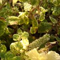 Mentha suaveolens 'Variegata'